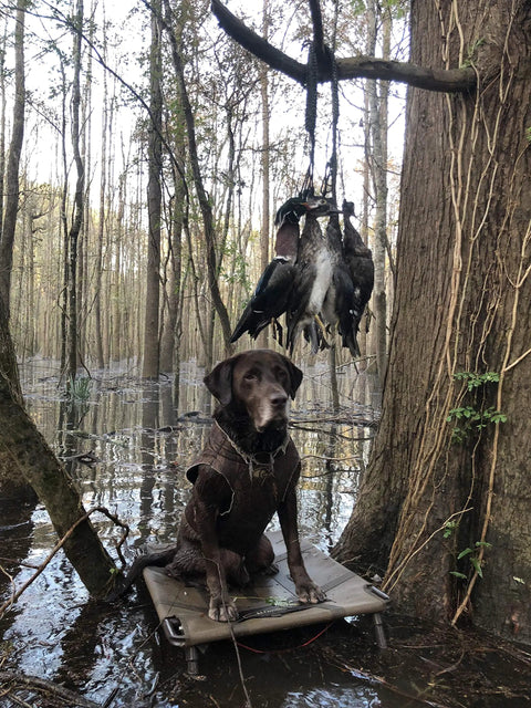 Rugged Paracord Bird Tote Carrier With 12 Drop Slip Ring System holding ducks on tree branch in a swamp with a dog