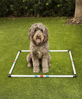 Dog sitting in a 36 inch square Dog Agility Pause Box Portable Practice Set with collapsible design on grass.
