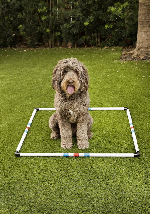 Dog sitting in a 36 inch square Dog Agility Pause Box Portable Practice Set with collapsible design on grass.