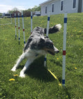 Dog navigating weave poles in All-In-One Dog Agility Training Course Set With Weave Poles, Single Bar Jump, Octagon Hoop Jump, Tire Jump Cups And Spacer, Portable Outdoor Obstacle Kit For Small To Large Dogs, Easy Assembly, Perfect Starter Set For Home Practice.