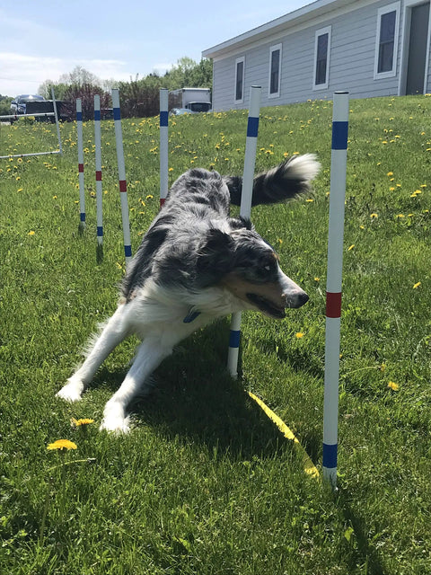 Dog navigating weave poles in All-In-One Dog Agility Training Course Set With Weave Poles, Single Bar Jump, Octagon Hoop Jump, Tire Jump Cups And Spacer, Portable Outdoor Obstacle Kit For Small To Large Dogs, Easy Assembly, Perfect Starter Set For Home Practice.