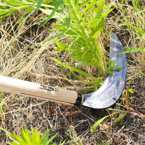 Long Handle Weeding Sickle With Razor Sharp Japanese Carbon Steel Blade For Stand Up Weeding No Bending Easy Back Saving Yard Work 45 Inch Tool Made In Japan Great For Thick Weeds Gardens Lawns in use