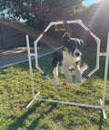 Dog jumping through hoop in All-In-One Dog Agility Training Course Set With Weave Poles, Single Bar Jump, Octagon Hoop Jump and Tire Jump