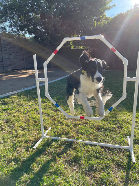 Dog jumping through hoop in All-In-One Dog Agility Training Course Set With Weave Poles, Single Bar Jump, Octagon Hoop Jump and Tire Jump