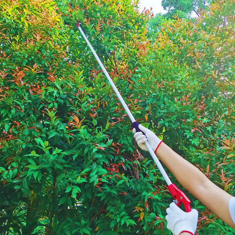 Person using a 4 Foot Aluminum Pole Pruner With Long Reach Pruning Shears Cut And Hold Garden Clippers on high branches.