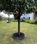 Built Tough Sturdy Circular Tree Ring Edging Kit For Landscapes Made With Corten Steel Keeps Roots In Check Wont Bend Or Shift In Wind