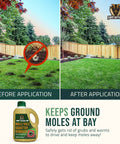 Comparison of lawn before and after using Castor Oil Mole and Vole Repellent, showing improved lawn conditions.