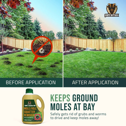 Comparison of lawn before and after using Castor Oil Mole and Vole Repellent, showing improved lawn conditions.