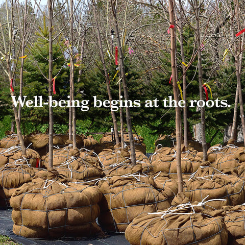 Rows of young trees in burlap-wrapped root balls with a backdrop of greenery, emphasizing the importance of roots.
