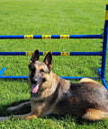Fixed Base Dog Agility Jump Hurdle Built Tough From Heavy Duty 1.25 Inch PVC Indoor Or Outdoor Training Gear Lightweight Yet Durable Weatherproof Obstacle For All Size Dogs in a field