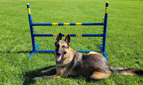 Fixed Base Dog Agility Jump Hurdle Built Tough From Heavy Duty 1.25 Inch PVC Indoor Or Outdoor Training Gear Lightweight Yet Durable Weatherproof Obstacle For All Size Dogs in a field