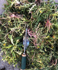 Leverage Metal Base Weed Puller With Deep V Nose in rustproof stainless steel lying on pulled dandelions on pavement