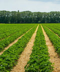 Low Flow Drip Tape Irrigation Kit For Row Crops On Farms With Agricultural Grade Components setup on a large farm field