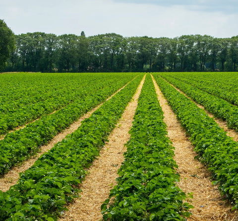 Low Flow Drip Tape Irrigation Kit For Row Crops On Farms With Agricultural Grade Components setup on a large farm field