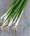 Evergreen Long White Bunching Onion Seeds, fresh picked stalks shown with green tops, ready to harvest in home garden.