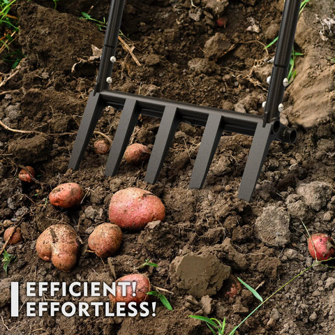 Beefed Up Broad Fork With Five Steel Tines Fifteen Inch Wide Garden Tool in soil with potatoes, ergonomic handle, 55 inches tall
