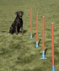 Black dog beside Lightweight Dog Agility Slalom Kit With Carry Bag For Backyard Training And Fun, Great For All Breeds And Life Stages