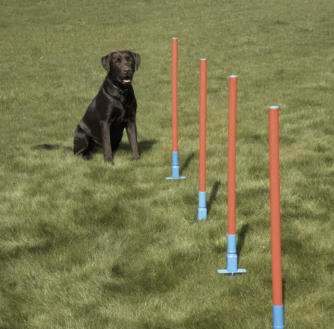 Black dog beside Lightweight Dog Agility Slalom Kit With Carry Bag For Backyard Training And Fun, Great For All Breeds And Life Stages