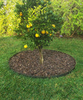 Circular edging kit containing orange tree, made with Corten steel, durable outdoor barrier for healthy tree growth.