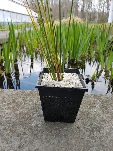 Square Black Plastic Pond Planting Baskets 9 Inch Wide By 6 Inch Deep Set Of 2 Aquatic Water Garden Planters For Aquaponics And Hydroponics Durable Plant Pots Baskets on stone ledge with pond background