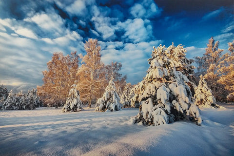 Snow-covered trees in a winter landscape beneath a bright, blue sky with fluffy clouds.