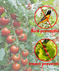 Insect And Bird Barrier Garden Netting 20 X 10 Feet Easy Cut Plant Cover protecting tomatoes from pests and birds
