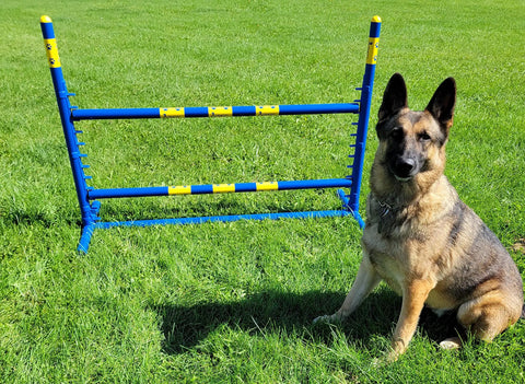 Fixed Base Dog Agility Jump Hurdle Built Tough From Heavy Duty 1.25 Inch PVC Indoor Or Outdoor Training Gear with sitting dog