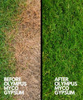 Before and after lawn images showing effect of 97 Percent Pure Gypsum Powder For Soil And Substrates on grass health.