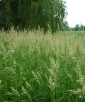 Field of Reed Canary Grass Seed For Pasture Hay Or Silage High Yield Cool Season Grass That Handles Flooding And Drought