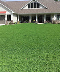Front lawn with lush green cover from Micro Clover Seed Kit For Lawn Transformation Organic Coated Eco Friendly Low Maintenance Grass Alternative That Spreads Easily Four Point Four Ounce Seed Packet Compostable Pouch Covers Up To 1000 Sq Ft Kid And Pet Safe.