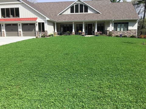 Front lawn with lush green cover from Micro Clover Seed Kit For Lawn Transformation Organic Coated Eco Friendly Low Maintenance Grass Alternative That Spreads Easily Four Point Four Ounce Seed Packet Compostable Pouch Covers Up To 1000 Sq Ft Kid And Pet Safe.