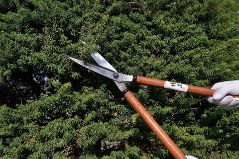 Heavy Duty 27 Inch Hedge Shears For Garden Pruning And Border Trimming Long Handle Professional Hedge Clippers In Use On Bush