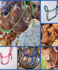 Sliding Ring Rope Halter For Horse Training All Ages And Types Keeps Your Halter From Twisting And Helps Teach The Basics In A Simple Twist Free Setup With Lightweight One Quarter Inch Double Braid Marine Rope For Quick Gentle Groundwork on various horses