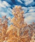 Winter trees under a blue sky on 13 By 19 Inch Cold Press Watercolor Fine Art Inkjet Paper Pack Of 50 Sheets With Acid Free Lignin Free Archival Quality Medium Texture Instant Dry Surface Delivers Vibrant Color Saturation And Deep Image Density For Artists And DIYers.