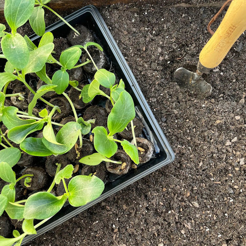 seed planting pellets Easy Start All In One Seed Kit: 144 Pellets & More ✓