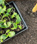 Seed Starter Tray Kit With Two 50 Cell Trays And 42 Millimeter Peat Pellets For Easy Germination Includes Bonus SUPERthrive