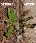 Comparison of weeds before and after using Weed Killer Spray Kit With Reusable Wand Sprayer For Spot Treating Driveways Gardens And More.