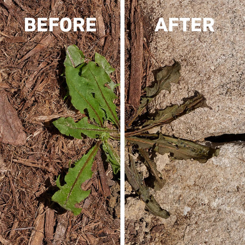 Comparison of weeds before and after using Weed Killer Spray Kit With Reusable Wand Sprayer For Spot Treating Driveways Gardens And More.