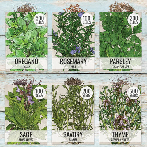 Herb Seed Variety Pack for Indoor or Outdoor Gardens, 12 Culinary Herb Seeds Like Basil, Cilantro, Parsley, Sage
