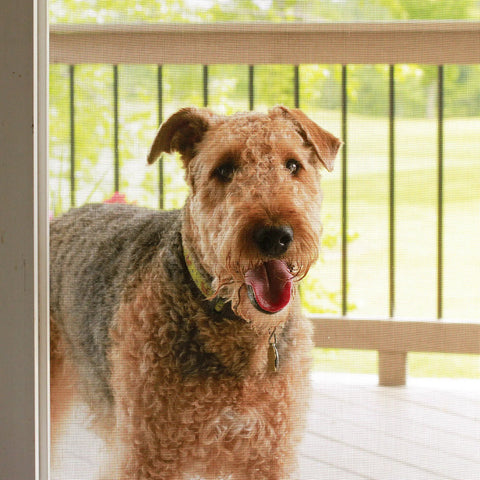 Airedale terrier dog behind DIY Door And Window Screen Repair Kit 36x84 Inches Charcoal Mesh with Spline and Rolling Tool, pet-proof feature