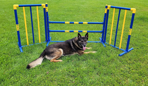 Agility Free Standing Wings For Dogs Pro Grade PVC Indoor Outdoor Obstacle Training Equipment with dog resting nearby
