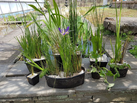 11 By 9 Inch Square Plastic Slotted Mesh Pond Plant Baskets For Water Gardens Ponds And Aquariums Six Pack with plants