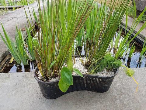 Contour Kidney Shaped Plastic Slotted Mesh Pond Plant Basket 17 Inch Long with aquatic plants near a water garden
