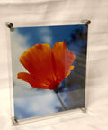 Acrylic frame with orange flower photo mounted using Half Inch Diameter Two Inch Stainless Steel Sign Standoffs Screws on white background.