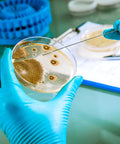 Lab technician using Ready To Use Prepoured Nutrient Agar Plates In 2.75 Inch Petri Dishes For Microbiology Labs And STEM Class Experiments
