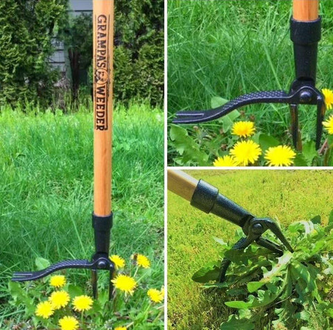 Stand Up Weed Puller With Long 45 Inch Handle And Four Claw Steel Head Made From Real Bamboo Back And Knee Friendly Weeding Tool Easily Remove Weeds Without Bending Kneeling Or Pulling Classic 1913 Design in use in a garden