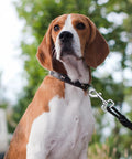 Dog on leash using 24 Pack Swivel Snap Hooks For Dog Leashes Heavy Duty 2.76 Inch Flag Clasp Clip, outdoors