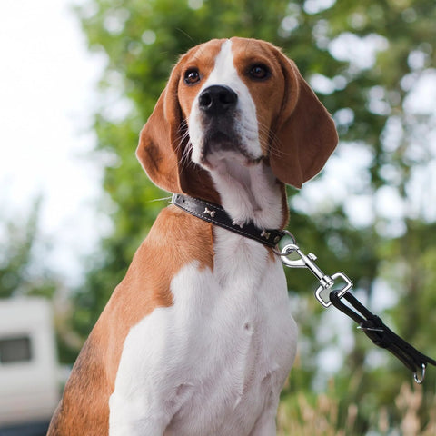 Dog on leash using 24 Pack Swivel Snap Hooks For Dog Leashes Heavy Duty 2.76 Inch Flag Clasp Clip, outdoors