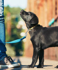 Black dog on leash outdoors using Double Ended Bolt Snap Trigger Clips Spring Loaded Quick Release 4 Inch 10cm 20 Pack