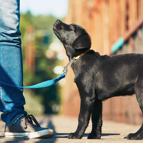 Black dog on leash attached with 316 Stainless Steel Double Ended Bolt Snap Hook Marine Grade Diving Clips, outdoors with owner.